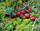 Vaccinium oxycoccos