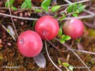 Vaccinium oxycoccos