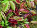 Venus Flytrap