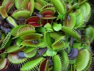 Venus Flytrap