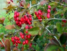 Verberis vulgaris