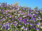 Viola tricolor