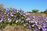 Viola tricolor