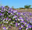 Viola tricolor