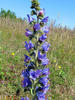 Viper's bugloss, Blueweed