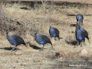 Vulturine Guineafowl