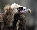 Vulturul pleșuv negru