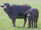 Water buffalo, Domestic Asian water buffal