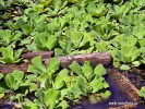 Water cabbage, Water lettuce, Nile cabbage, Shellflower