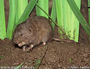 Water Vole