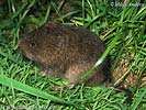 Water Vole