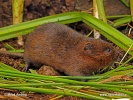 Water Vole