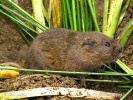 Water Vole