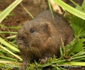 Water Vole