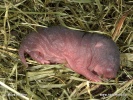 Water Vole (half-day young)