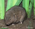 Water Vole