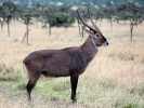 Waterbok