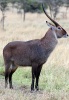 Waterbuck