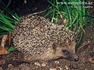 Western Hedgehog