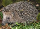 Western Hedgehog