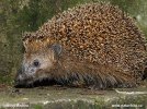 Western Hedgehog