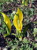 Western skunk cabbage, Yellow skunk cabbage, American skunk-cabbage, Swamp lantern