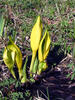 Western skunk cabbage, Yellow skunk cabbage, American skunk-cabbage, Swamp lantern