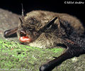 Whiskerd Bat