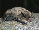 Whiskerd Bat