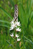 White asphodel