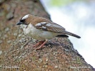 White-browed Sparrow-Weaver