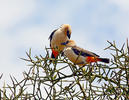 White-headed Buffalo-weaver