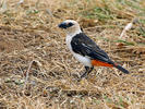 White-headed Buffalo-weaver