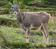 White-lipped deer