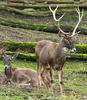 White-lipped deer