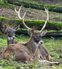 White-lipped deer