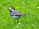 White wagtail