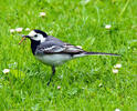 White wagtail