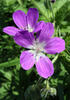 Wood cranesbill, Woodland geranium