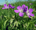 Wood cranesbill, Woodland geranium