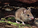 Wood Mouse,