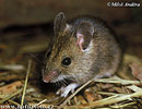 Wood Mouse,