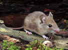 Wood Mouse,