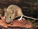 Wood Mouse,