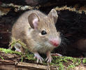 Wood Mouse,