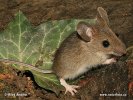 Wood Mouse,