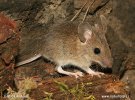 Wood Mouse,