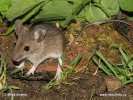 Wood Mouse,