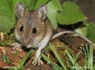 Wood Mouse,