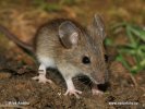 Wood Mouse,